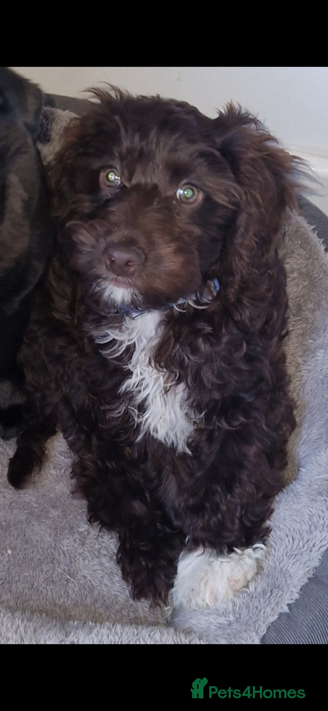 Cockapoo dogs for sale: Chocolate cockapoo - Image 1