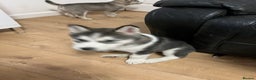 Siberian Husky dogs for sale: Beautiful husky puppies ready for their new homes  - Advert 22