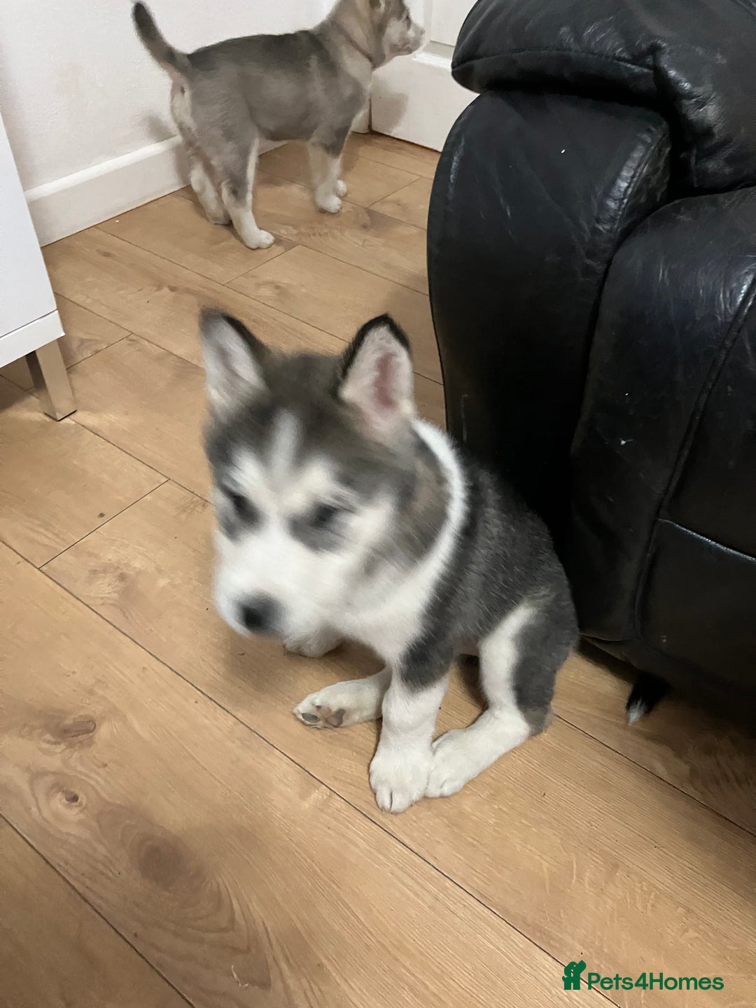 Siberian Husky dogs for sale: Beautiful husky puppies ready for their new homes  - Advert 22
