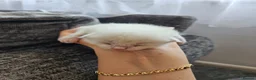 Ragdoll cats for sale: 4 sweet scottish dolls - Advert 8