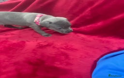 Staffordshire Bull Terrier dogs for sale: Stunning blue Staffordshire bull terrier puppies - Advert 17