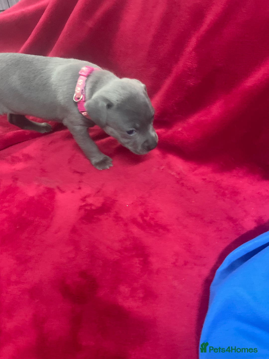 Staffordshire Bull Terrier dogs for sale: Stunning blue Staffordshire bull terrier puppies - Advert 17