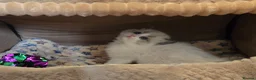 Ragdoll cats for sale: Gorgeous Pedigree chunky ragdolls - Advert 17