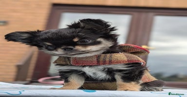 Chihuahua dogs - Advert 7