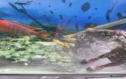 Cichlids fish for sale: African cichlids babies  - Image 2