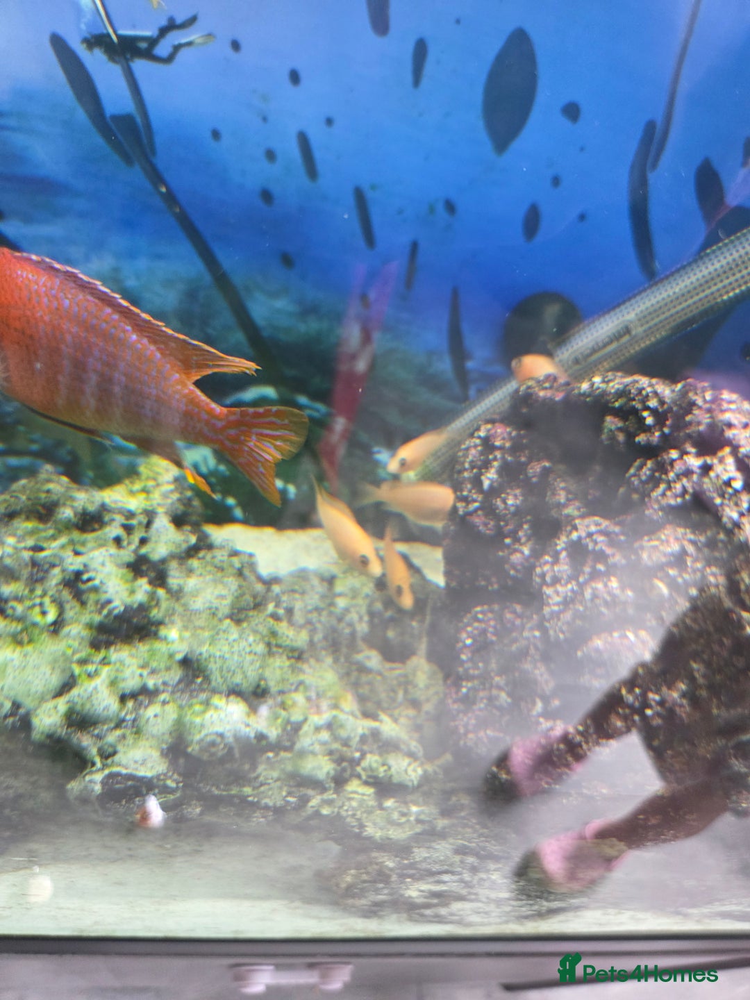Cichlids fish for sale: African cichlids babies  - Image 2