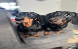 Miniature Dachshund dogs for sale: Black and Tan miniature dachshunds  - Advert 5