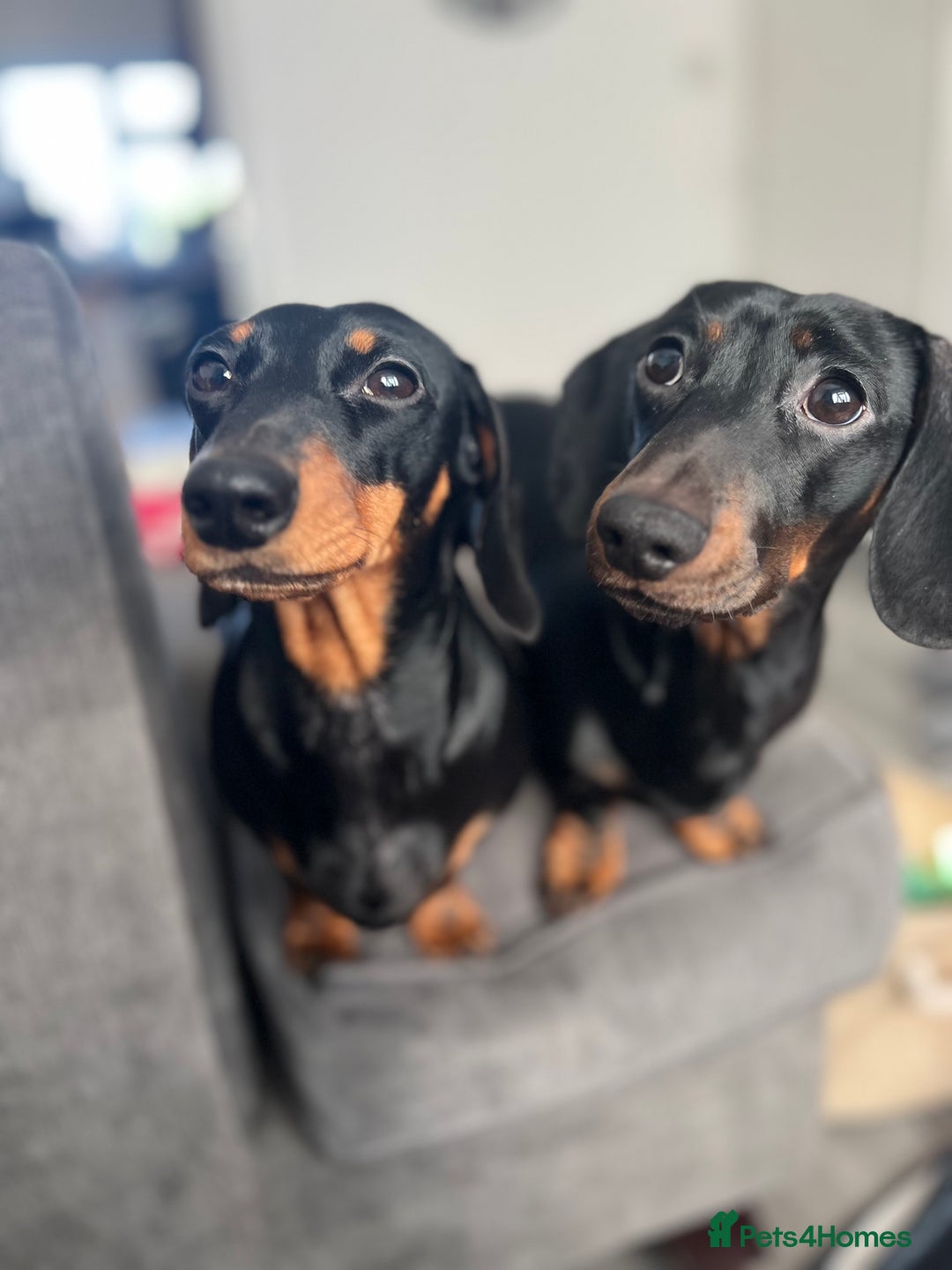 Miniature Dachshund dogs for sale: Black and Tan miniature dachshunds  - Advert 5
