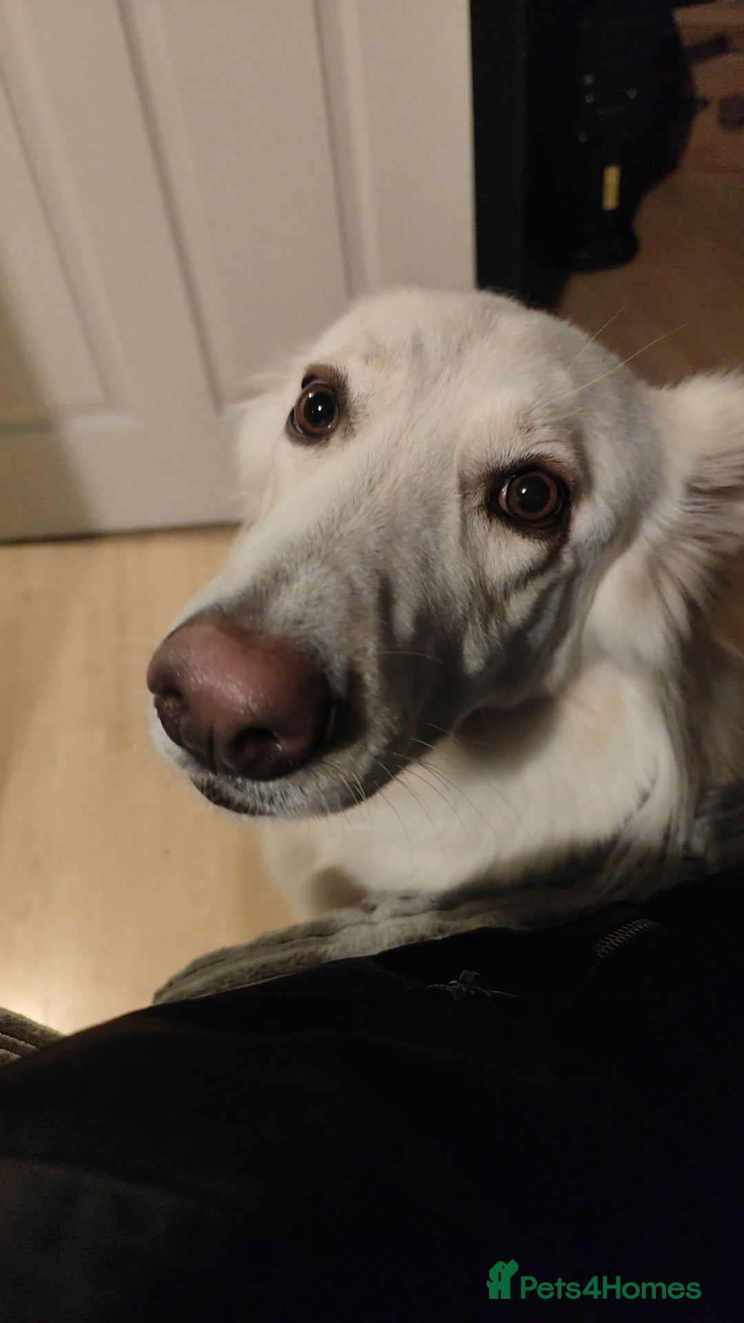 German Shepherd dogs for sale: Edie  - Advert 1