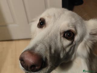 German Shepherd dogs Edie - Advert 9