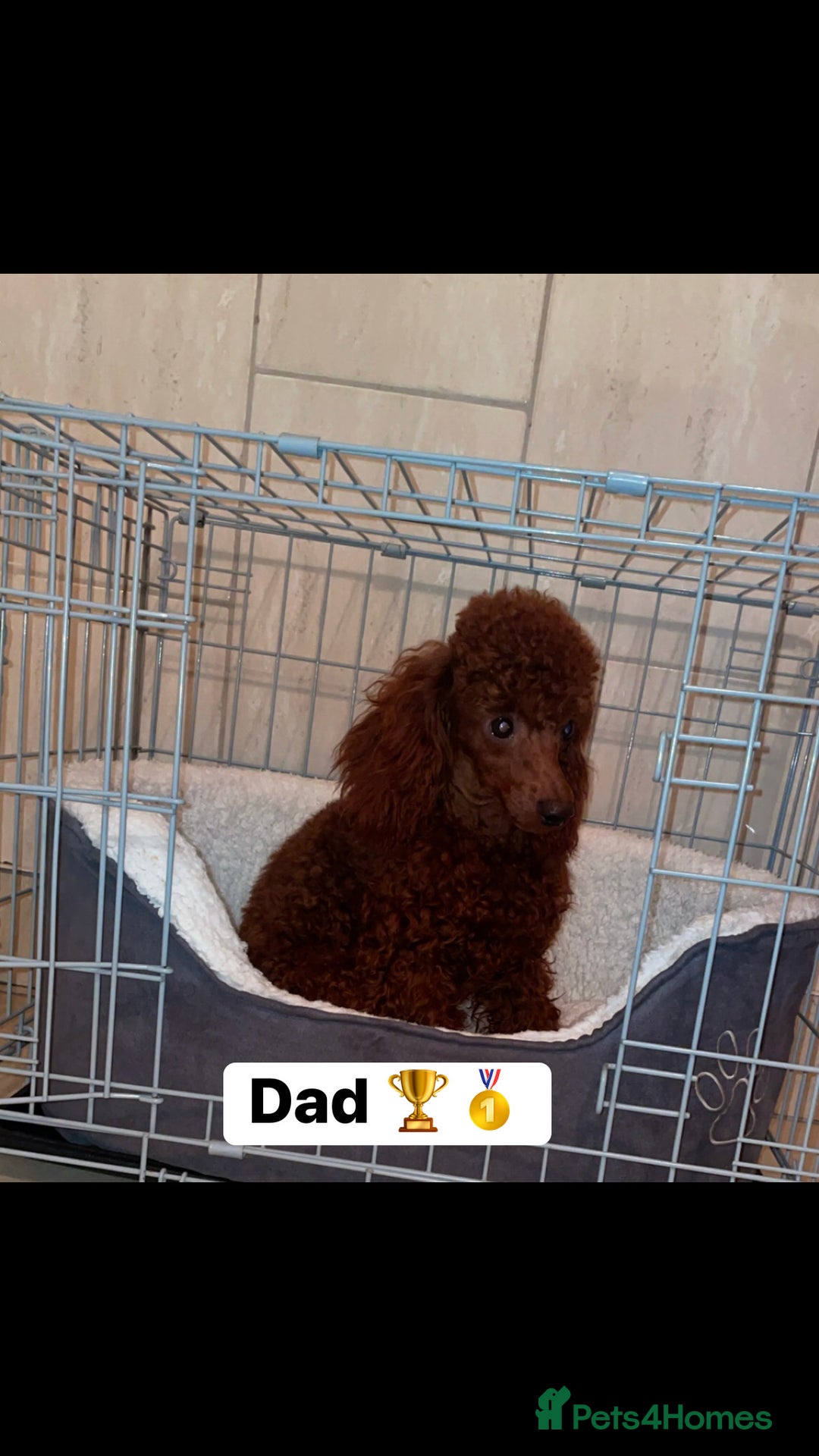 Toy Poodle dogs for sale: 5*Ukrainian toy poodle 1 girl available  - Image 15