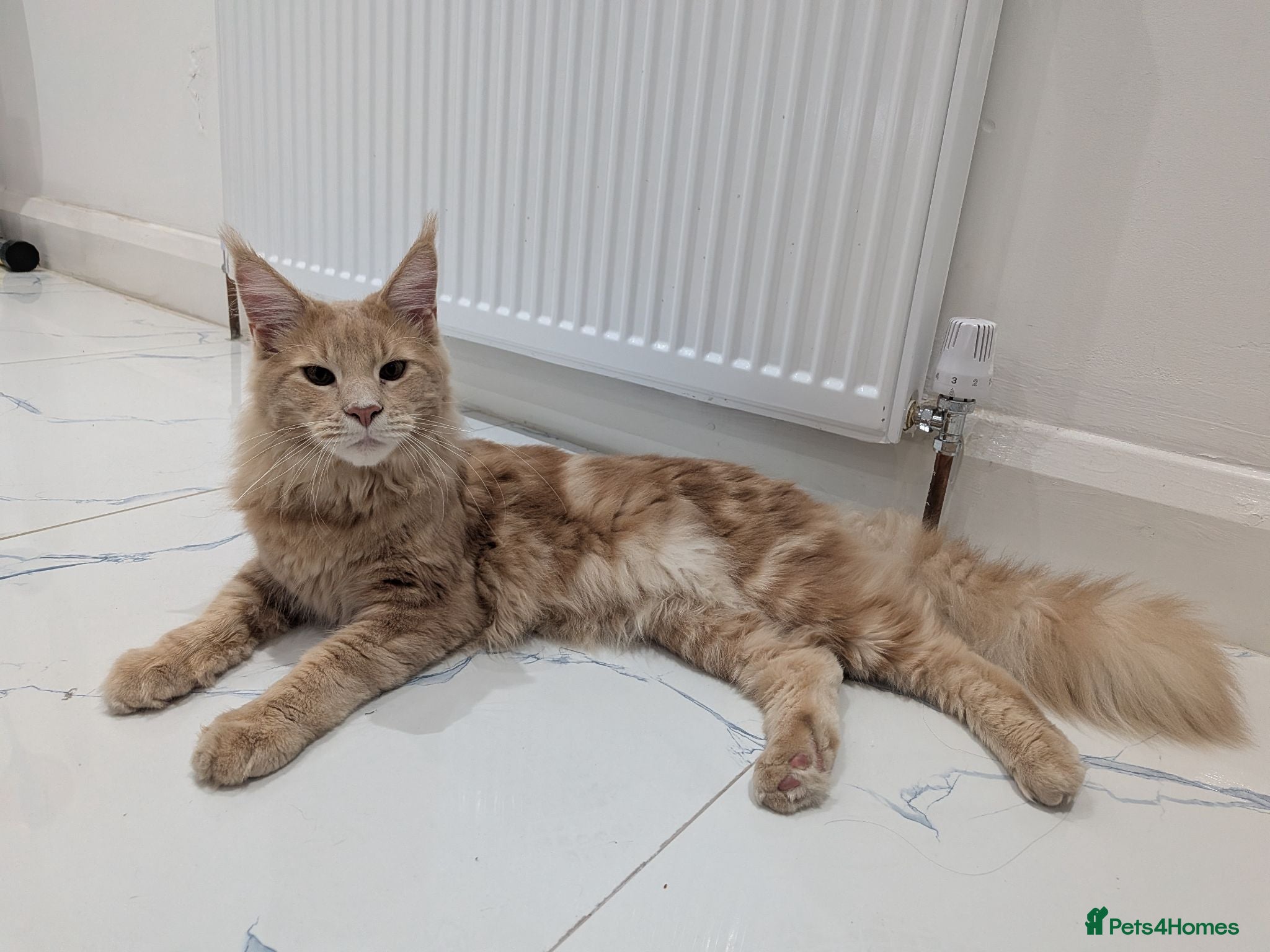 Maine Coon cats Mainecoon cat (comes with everything)  - Advert 1