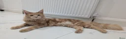 Maine Coon cats for sale: Beautiful Mainecoon cat (comes with everything)  - Advert 4