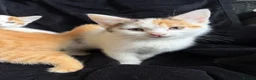 Mixed Breed cats for sale: 3 beautiful girls looking for homes in Daventry - Advert 6