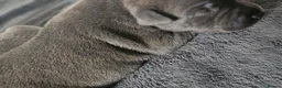 Staffordshire Bull Terrier dogs for sale: Beautiful Family-raised Blue Brindle Staffy Pups - Advert 5