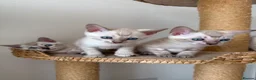 Bengal cats for sale: Blue-eyed Albinos Bengal Kittens, TICA-Active! 🏆 - Advert 1