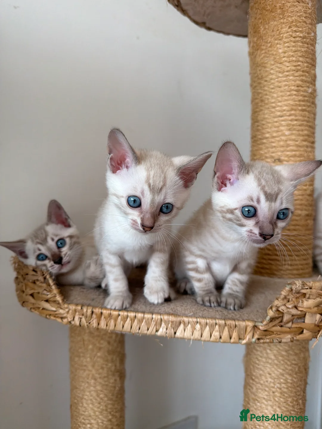 Bengal cats for sale: Blue-eyed Albinos Bengal Kittens, TICA-Active! 🏆 - Advert 1