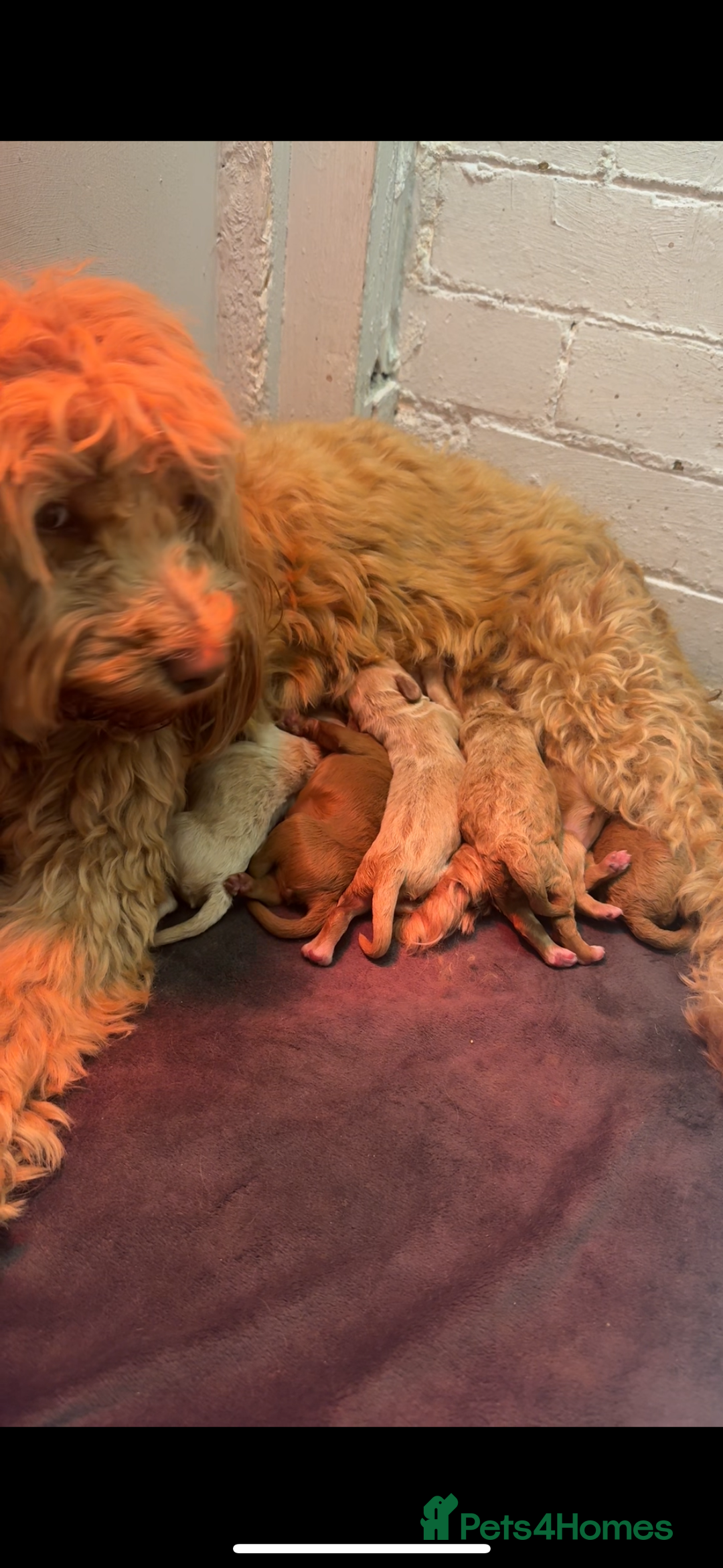 Cockapoo dogs for sale: Amazing litter of f1b cockerpoo puppies for sale - Image 1
