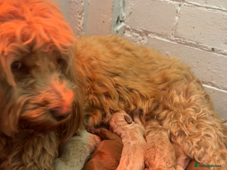 Cockapoo dogs - Advert 2