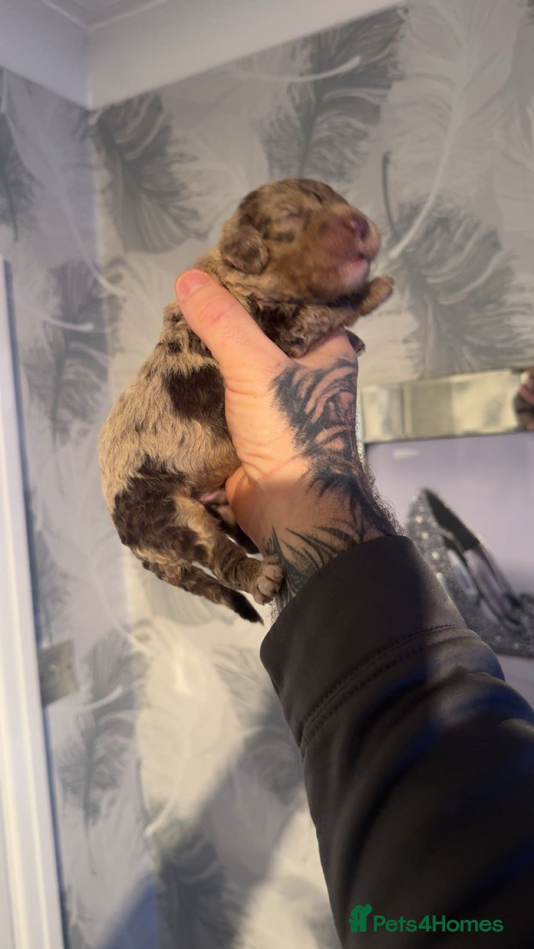 Cockapoo dogs for sale: Stunning F1b Merle cockapoos  - Advert 4