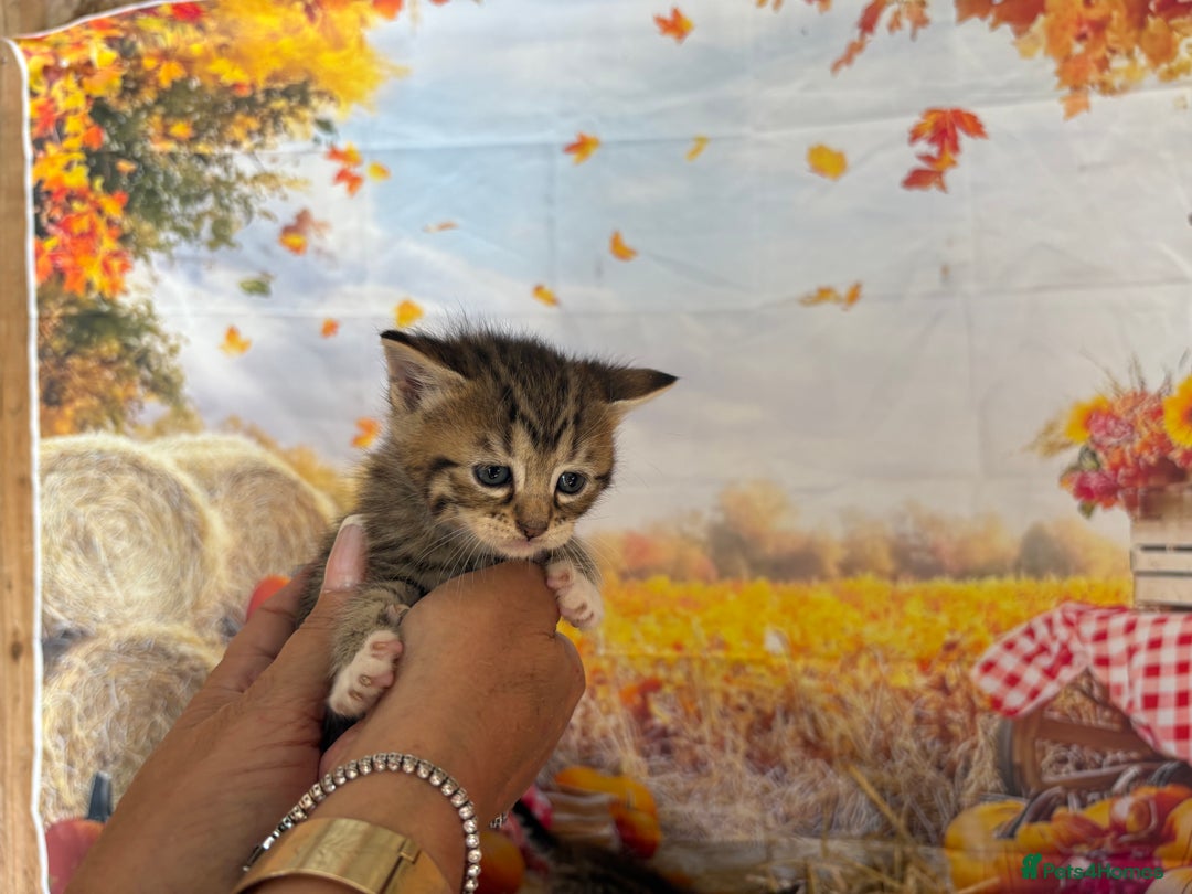 Mixed Breed cats for sale: Ragdoll x Bengal Exquisite Unique kittens - Image 7