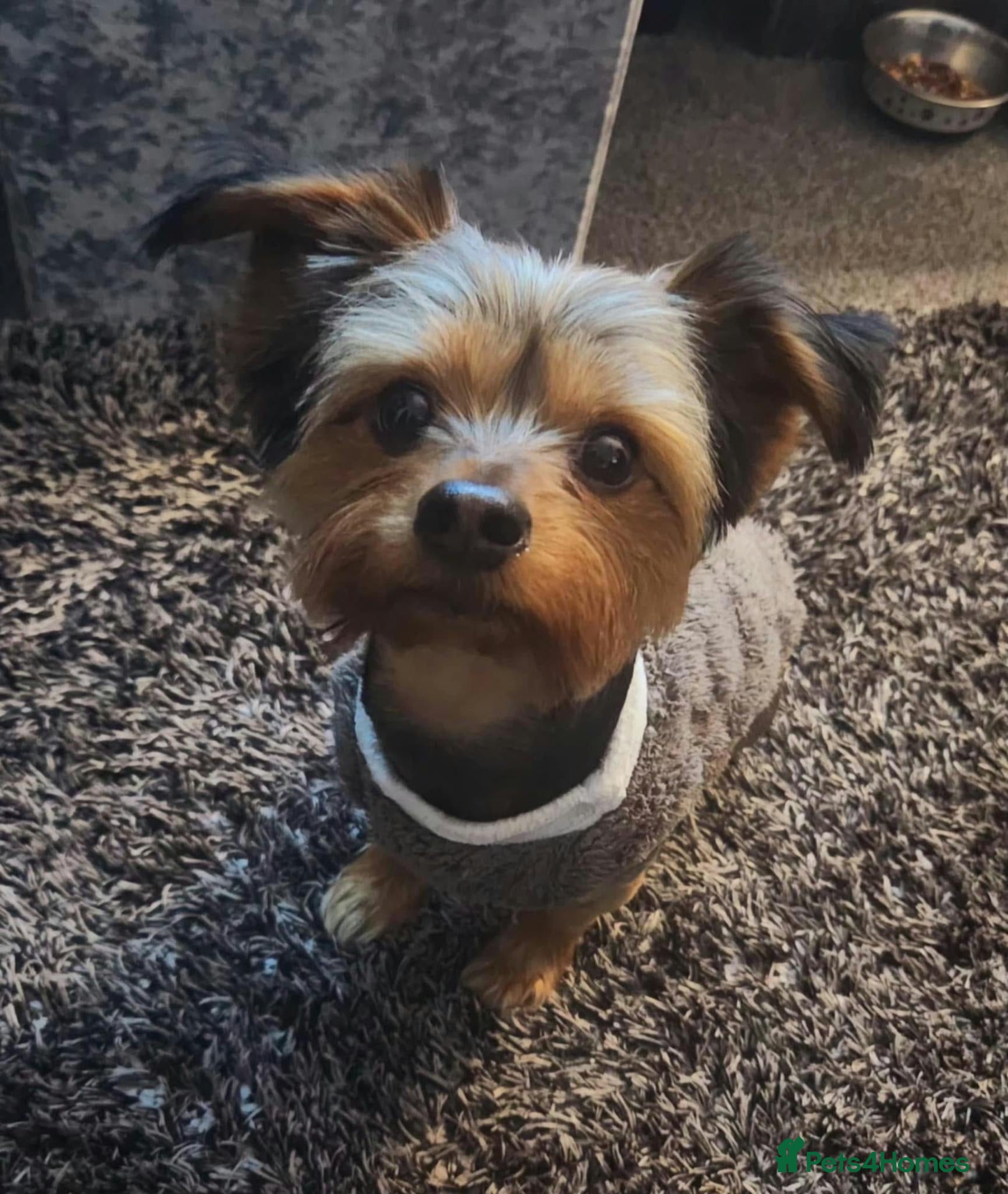 Yorkshire Terrier dogs 🐶❤️ Beautiful Yorkshire Terrier Puppies  - Advert 2