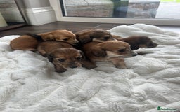 Miniature Dachshund dogs for sale: KC Reg Miniature Long-Haired Dachshund Puppies - Image 2