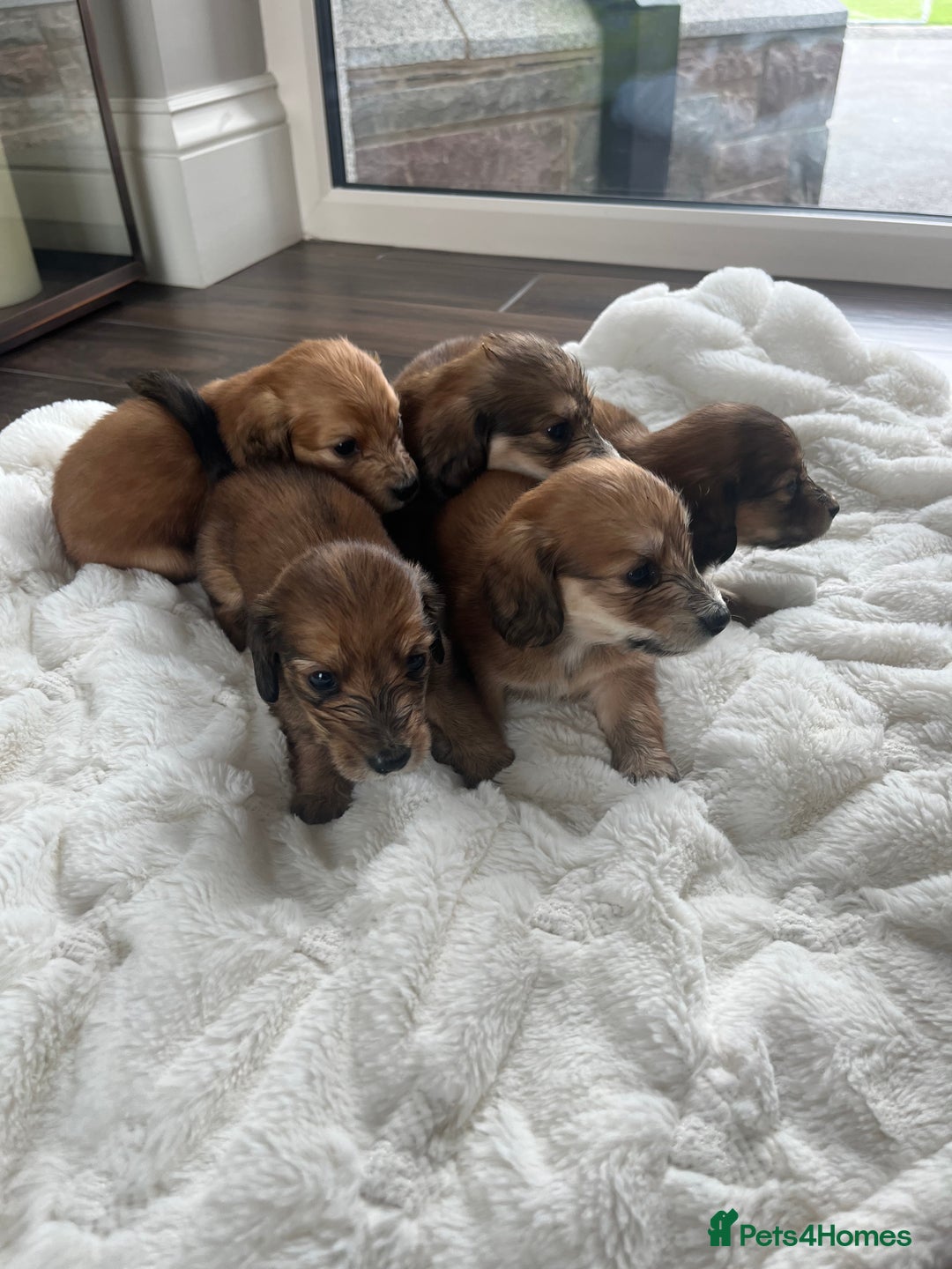 Miniature Dachshund dogs for sale: KC Reg Miniature Long-Haired Dachshund Puppies - Image 2