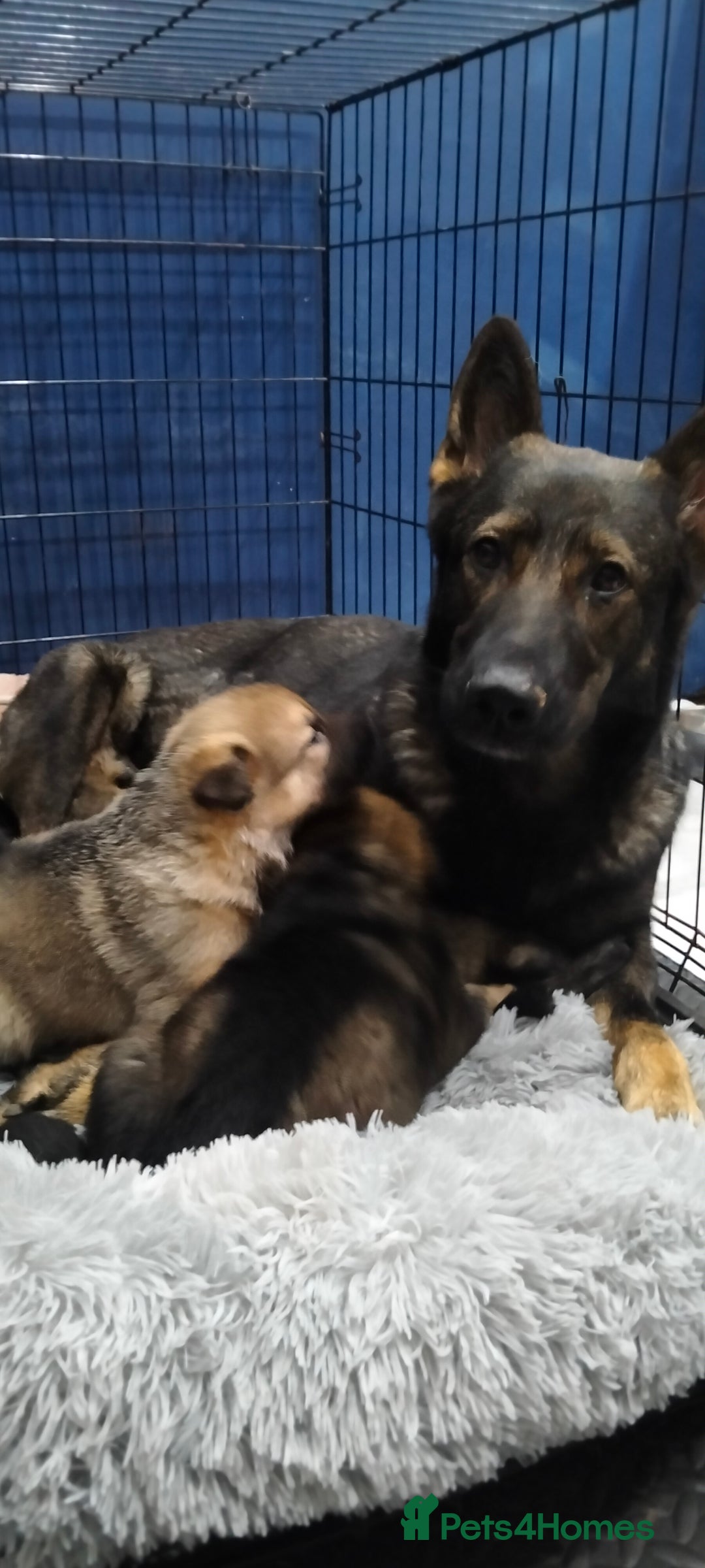 German Shepherd dogs for sale: GSD puppies for sale - Advert 1