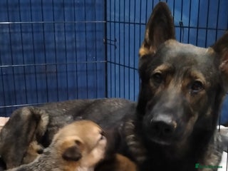 German Shepherd dogs GSD puppies for sale - Advert 1