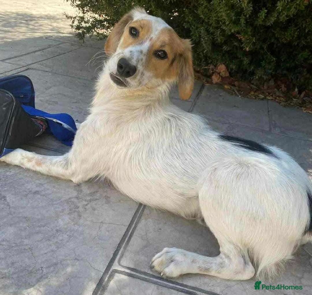 Mixed Breed dogs for adoption: Georgie needs a loving home  - Image 1