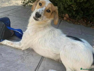 Mixed Breed dogs - Advert 5