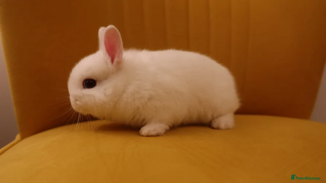 Netherland Dwarf rabbits for sale: Netherland Dwarf BEW Rabbit  - Advert 4