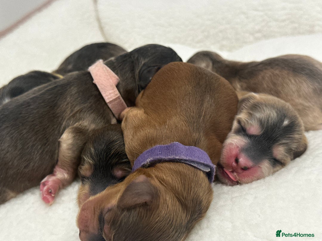 Cockapoo dogs for sale: 🌟 Premium F1 Miniature Cockapoo Puppies 🌟 - Advert 4