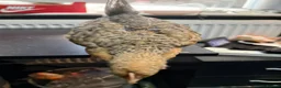 Chickens poultry for sale: Multi coloured mixed breed hybrid chicks  - Advert 1