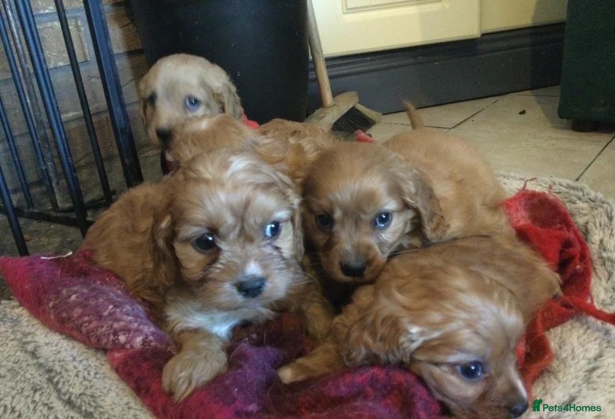 Cavapoo dogs for sale: GORGEOUS CAVAPOO PUPPIES AVAILABLE NOW in High Peak - Advert 3