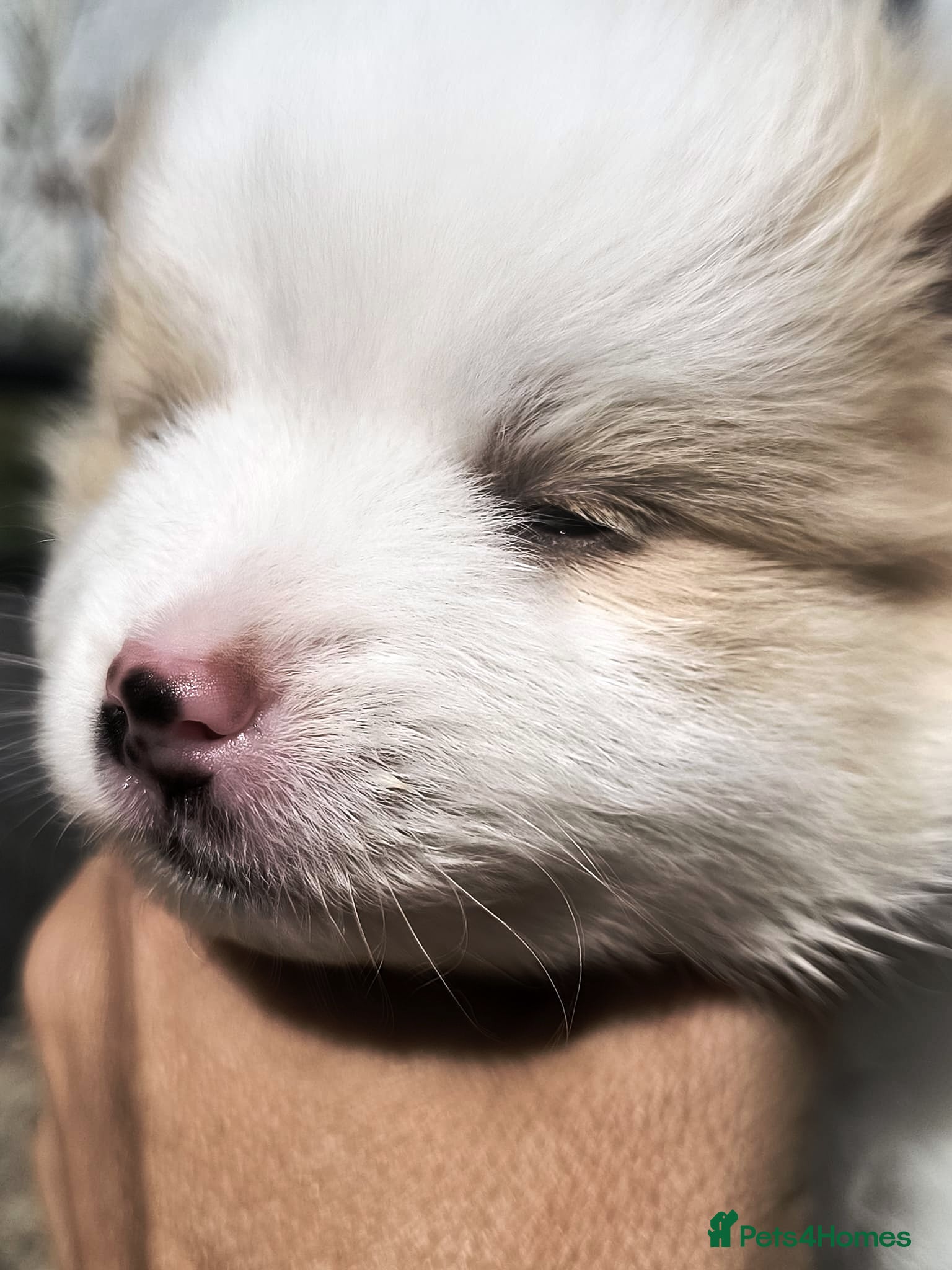 Pomeranian dogs Beautiful Pomeranian Puppies – Harrow - Advert 2