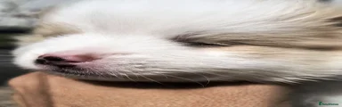 Pomeranian 3