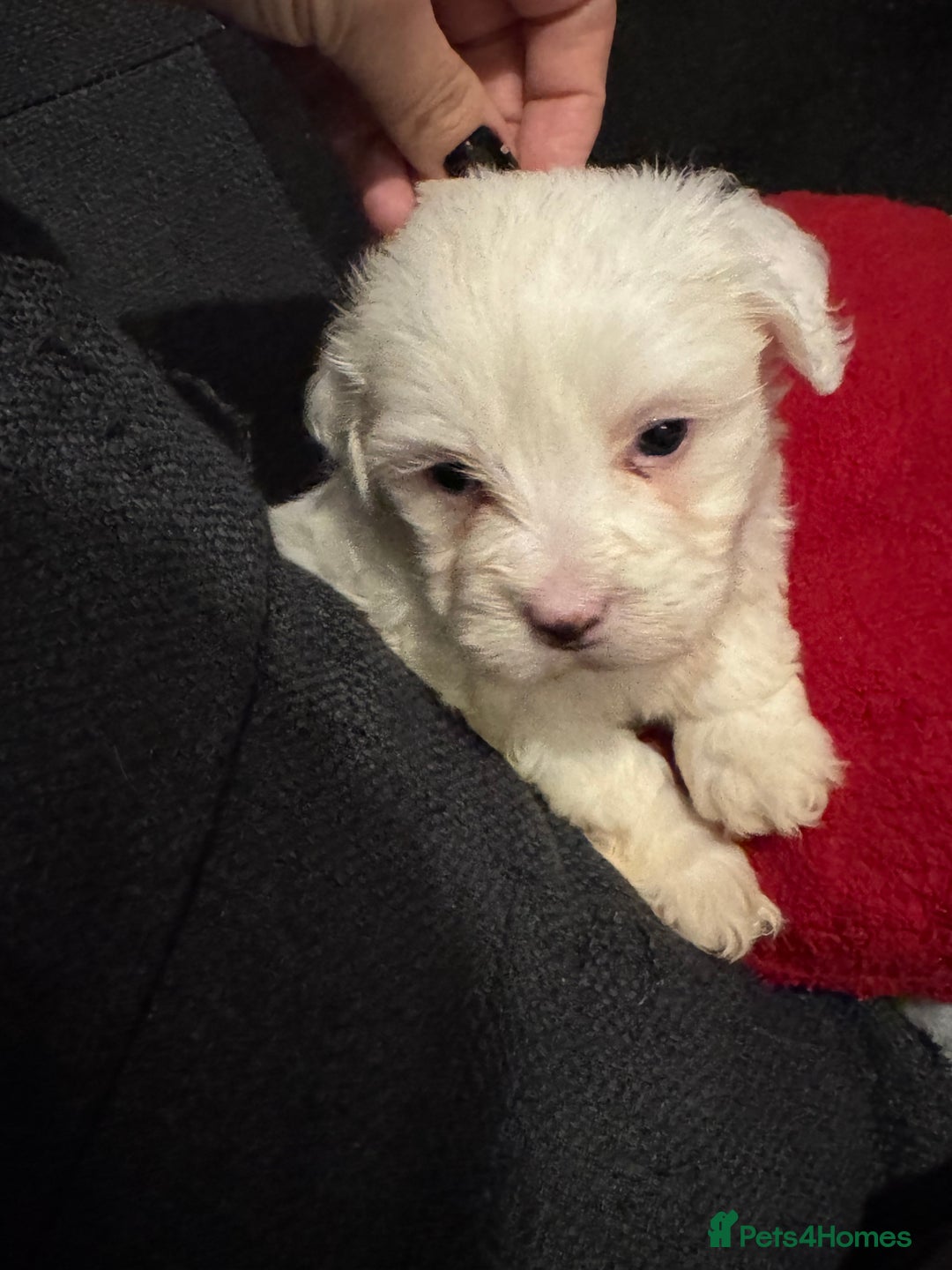 Bichon Frise dogs for sale: Bichon Frise - Advert 10