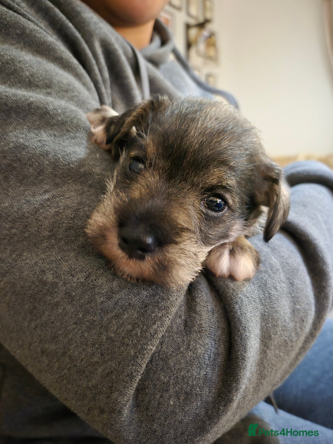 Miniature Schnauzer dogs for sale: Adorable Princess Miniature Shnauzer  - Advert 7