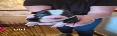 Border Collie 9
