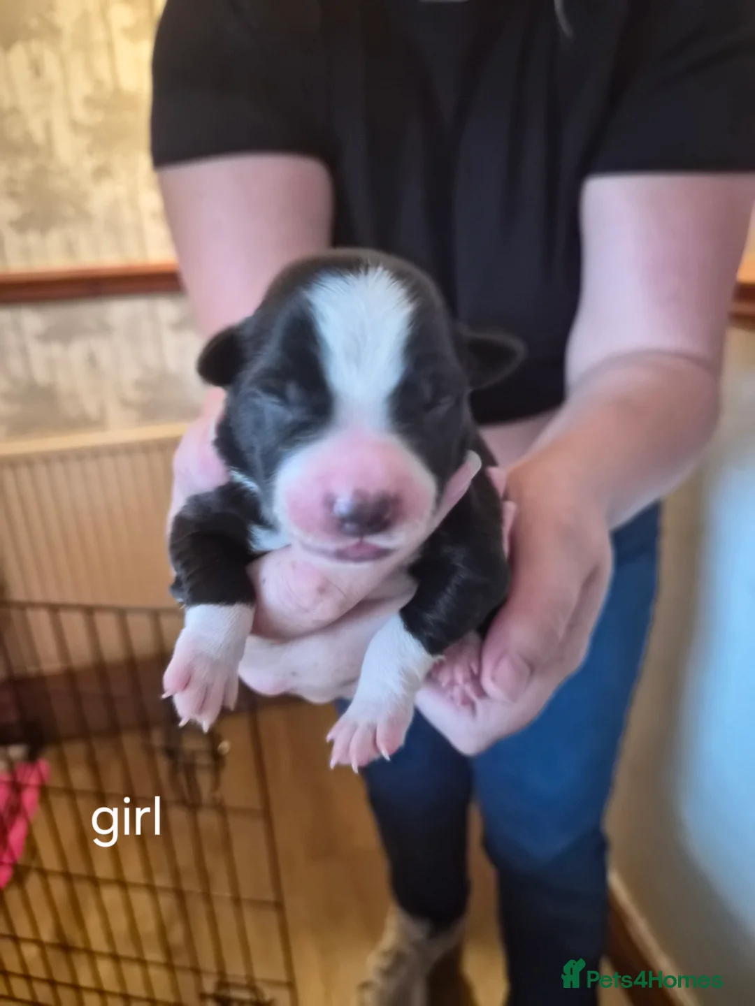 Border Collie dogs for sale: Ruby and Ace are the parents of 9 beautiful pups in Rotherham - Advert 2