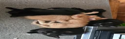 Ragdoll cats for sale: Six half ragdoll kittens, four black, two ginger - Advert 5