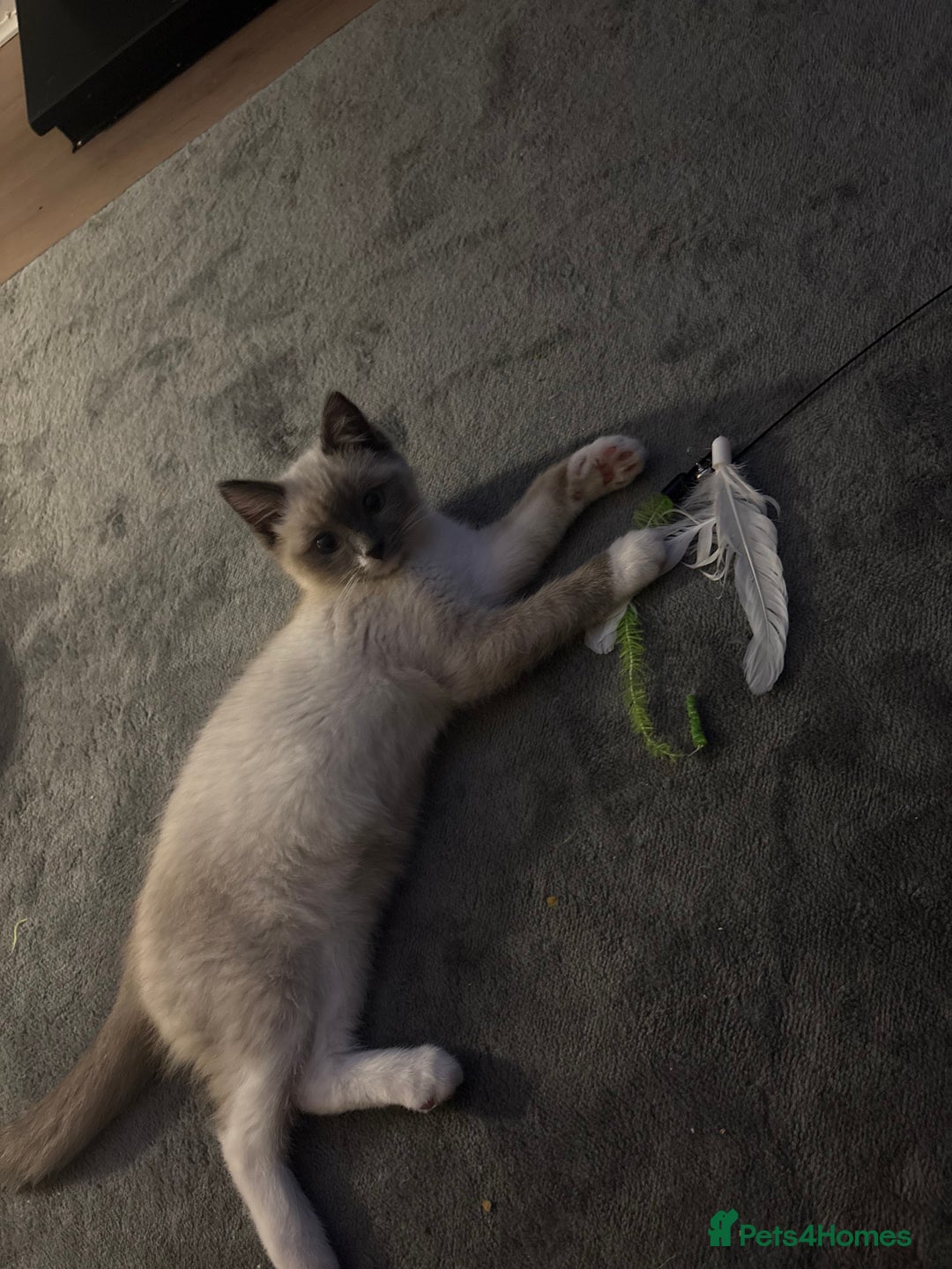 Ragdoll cats for sale: Ragdoll Kitten  - Advert 5