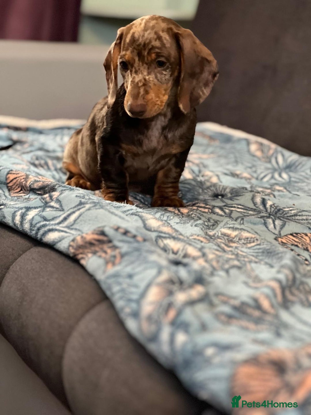 Dachshund dogs for sale: SOLD OUT! Thank you very much!!! Lovely Dachshunds - Advert 13