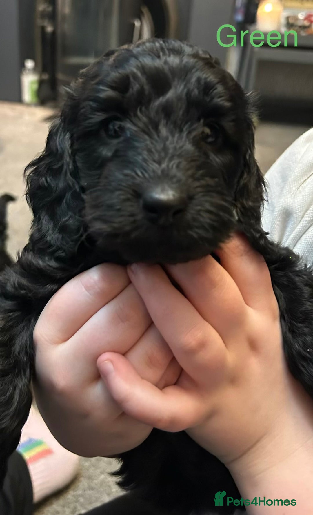 Cockapoo dogs for sale: 🐾 only one girl left F2 Cockapoo Puppies 🐾 - Advert 1
