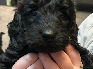 Cockapoo dogs 🐾 only one girl left F2 Cockapoo Puppies 🐾 - Advert 6