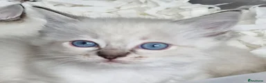 Ragdoll 2