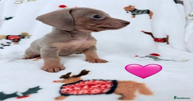 Miniature Dachshund dogs Beautiful Mini Dachshunds Pups 5 Star ⭐ Licensed - Advert 8
