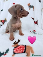 Miniature Dachshund dogs Beautiful Mini Dachshunds Pups 5 Star ⭐ Licensed - Advert 3